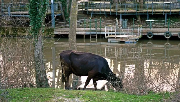 Beykoz Riva Deresi'nde işler iyice karıştı 3 2777 6anA4LeNwP
