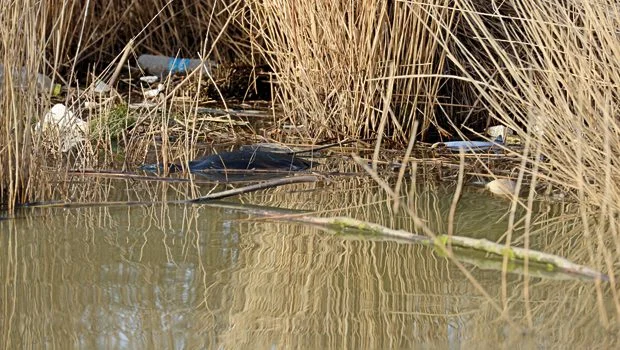 Beykoz Riva Deresi'nde işler iyice karıştı 2 2777 w3lFPpVLb6