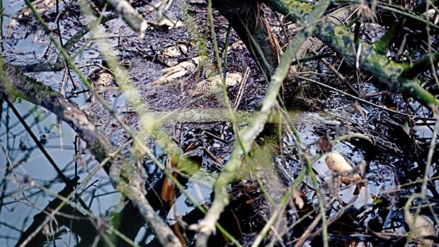 Beykoz Riva Deresi'nde işler iyice karıştı 1 2777 zn8c4WbZDh