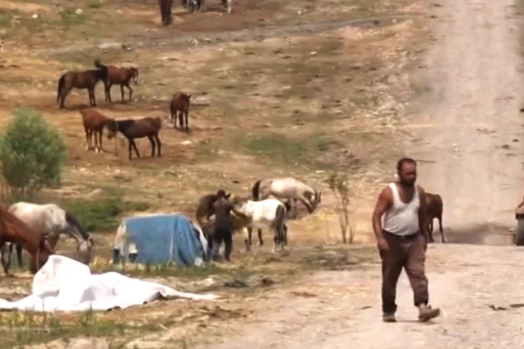 Karantina’ya takılan atlar Beykoz’a getirildi 3 770eWKd dS