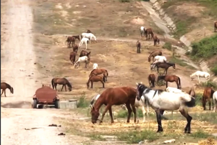 Karantina’ya takılan atlar Beykoz’a getirildi 1 Fi VomYA F