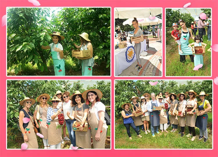 Acarlar Misbahçem’den TEGV’e 1 ton kiraz 1 acarlar misbahce h u595R eXyo