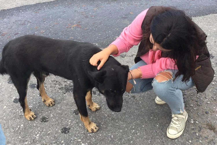 AK Partili gençlerden hayvanlar günü hassasiyeti 1 ak partili genclerden hayvanlar gunu hassasiyeti ccrjqao6NH