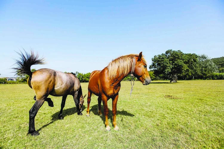 Beykoz'un güzelliklerini okurken yaşayacaksınız 6 alibahadir 3 l2i7LW5e9B