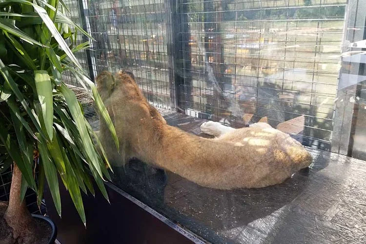 Beykoz'daki kafenin ruhsatı iptal edildi 1 aslan 2 sjelwv53M6