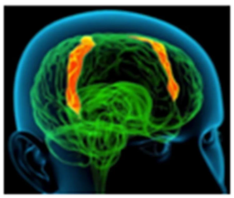 İnsan vücudundaki denge mucizesi - II 1 b gnDX2Uz7S7