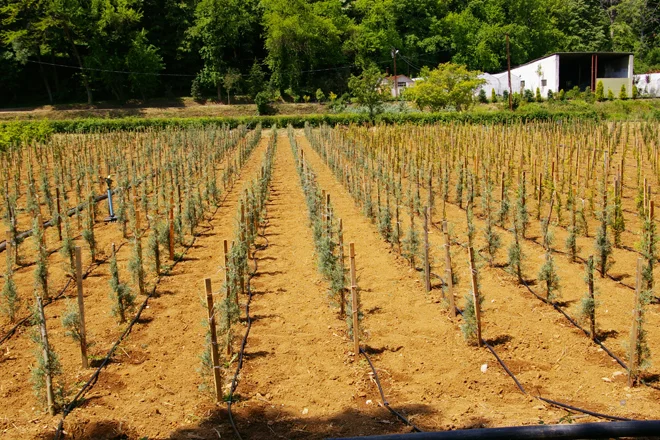 beykoz fidanl pd4 QNZ1Ym