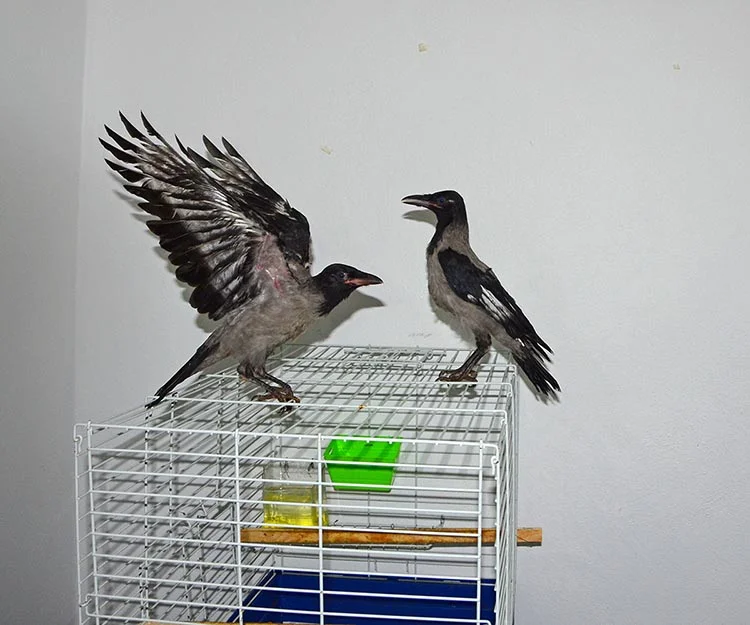 İki yavru kargayı Beykoz’daki evinde misafir ediyor 3 beykoz kar 9QAPe3uSO