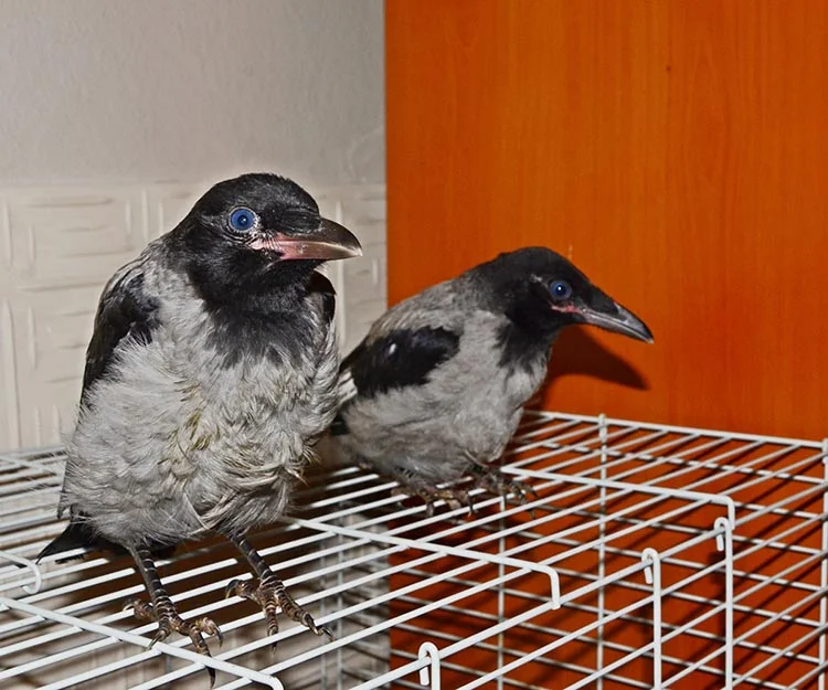 İki yavru kargayı Beykoz’daki evinde misafir ediyor 1 beykoz kar Of rhhUME