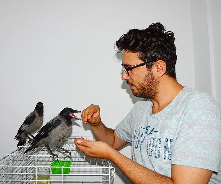 İki yavru kargayı Beykoz’daki evinde misafir ediyor 2 beykoz karga 5 2k2ieT 19v