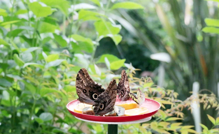 Beykoz'un kelebek çiftliğine ilgi artıyor 1
