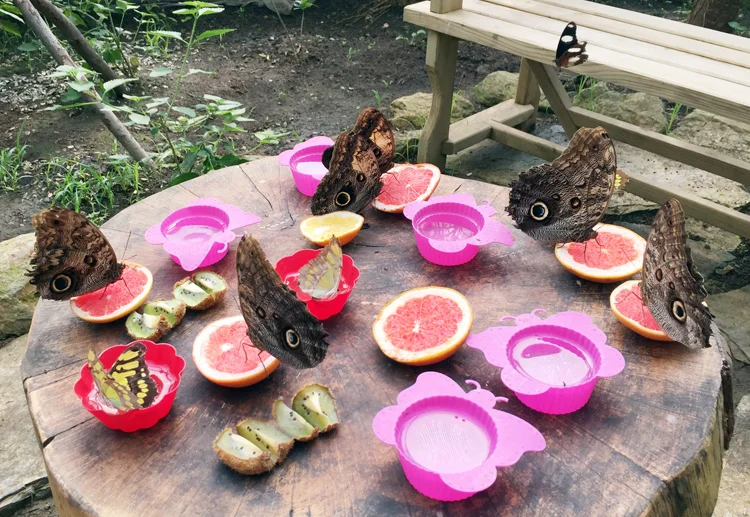 Beykoz'un kelebek çiftliğine ilgi artıyor 3 beykoz kelebek z WqoVmJi GP