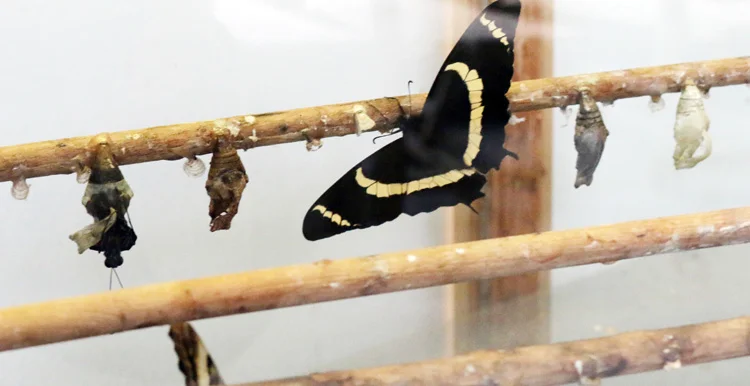 Beykoz'un kelebek çiftliğine ilgi artıyor 2 beykoz kelebek z ZQNRG7Ca5l