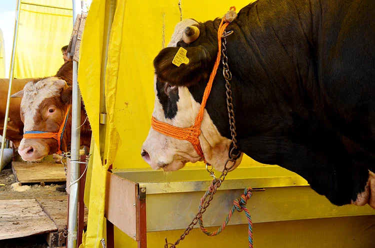 Beykoz'da kurbanlık hareketliliği sürüyor 5 beykoz kurban hareketi qStF7MFr02