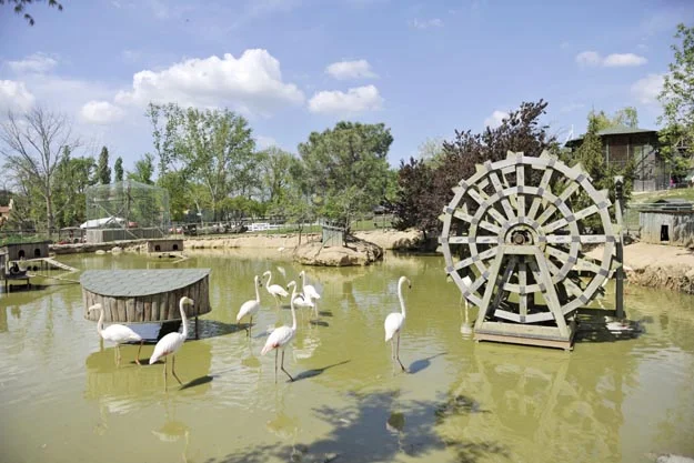 Beykoz umduğunu bulabilecek mi? 3 beykoz umdugunu bulacakmi 5 4ErChOGeYU