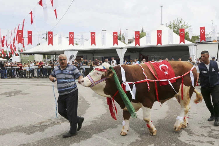 Beykoz'un kurbanları görücüye çıktı 2 beykozunkurbanlarigorucuyecikti 3 iv5PUr4Dmg