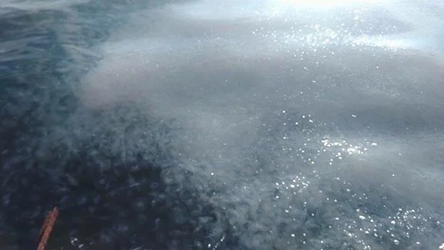 Beykoz’da denizin üstü yağ bağladı 1 deniz yag 1 HhOvc7iuNh