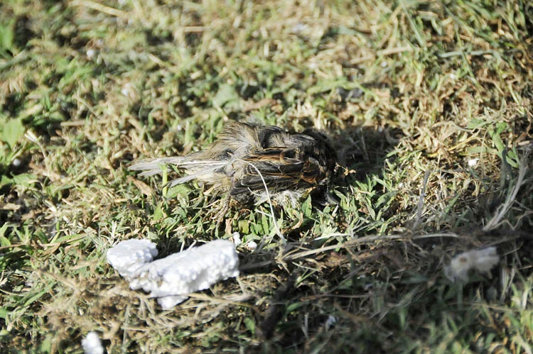 Beykoz'da sebebi bilinmeyen hayvan ölümleri 2 dereseki ku PK6JKzvXHe