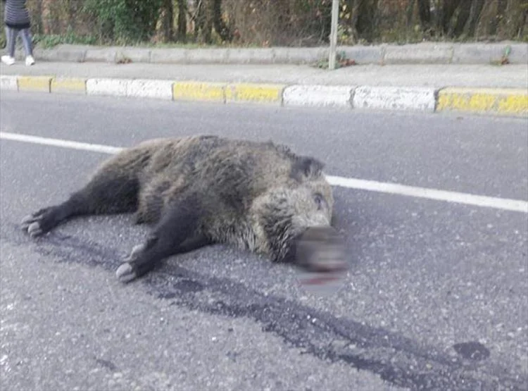 Beykoz’da domuza otomobil çarptı 2 domuz haber 3 sPgACazF0R