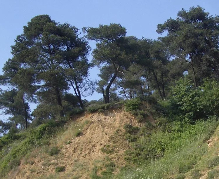 Ermeniler Beykoz arazisinden tazminat kazandı 1 ermeni arazi beykoz 2 nk j8qt1 q