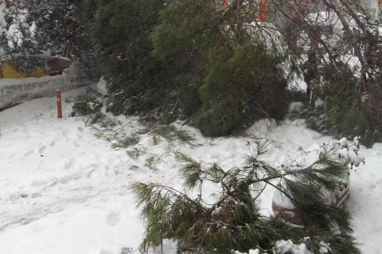 Fırtınadan Beykoz Çamlıbahçe'de nasibini aldı 1