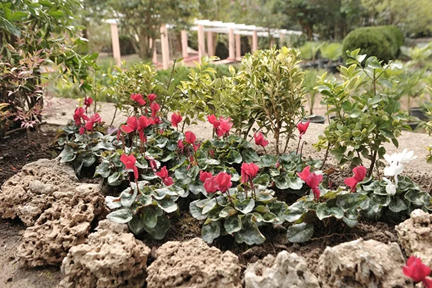 Türkiye’nin bitkileri Beykoz’da korunacak 2 geof RRQrZBPXL2