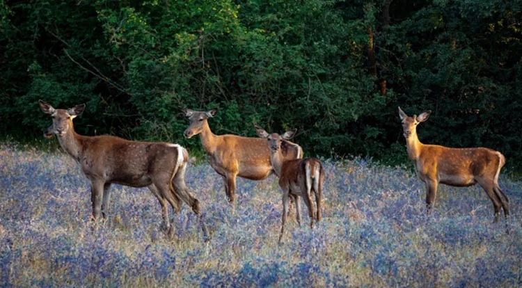 Beykoz Polonezköy’deki Kızıl geyiklerin sayısı 14 oldu 1 geyik 2 0y06DVgP D