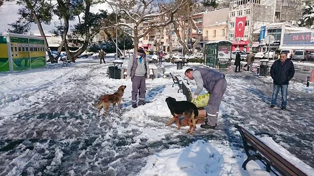 Sokak hayvanları Beykoz'da mutlu!.. 1 hayv pZzEGfOzPs