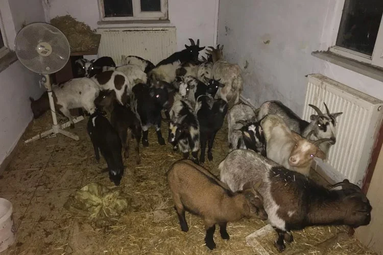 Yurda kaçak sokulan hayvanlar Beykoz'a getirildi 1