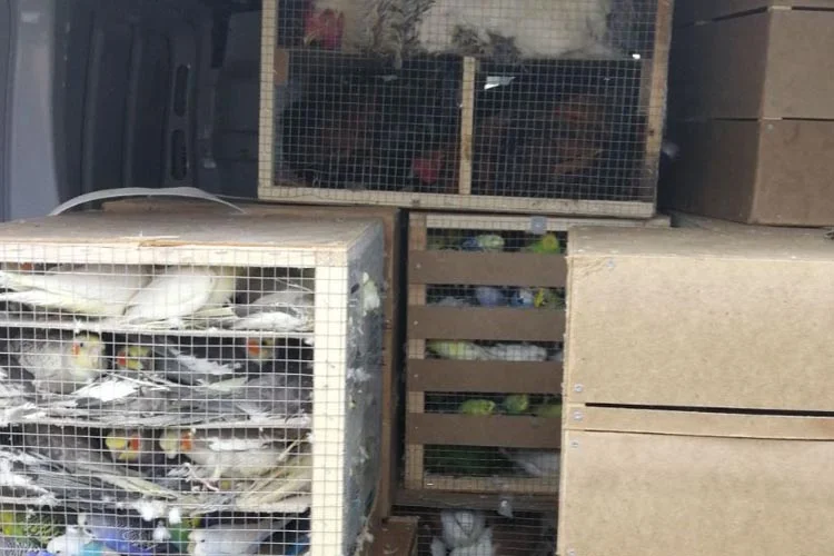 Yurda kaçak sokulan hayvanlar Beykoz'a getirildi 2 hayvan 2 LYjgcLJyGm