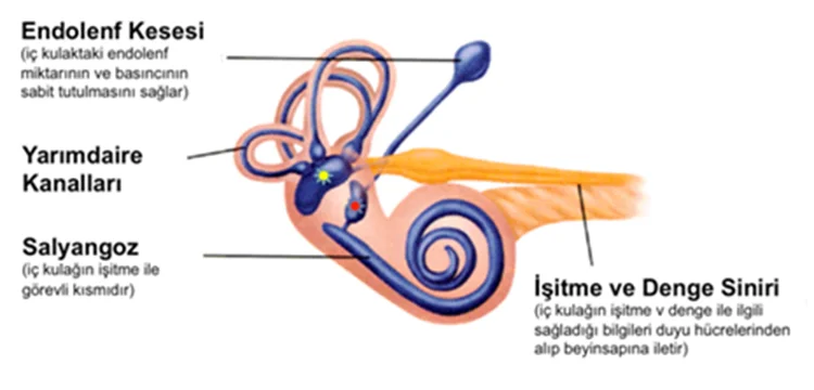 İnsan vücudundaki denge mucizesi - 1 1