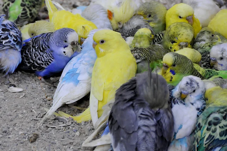 Dost Beykoz kaçak hayvanları görüntüledi 1 kacakhayvanlarpolonezkoy 267c4u79wN