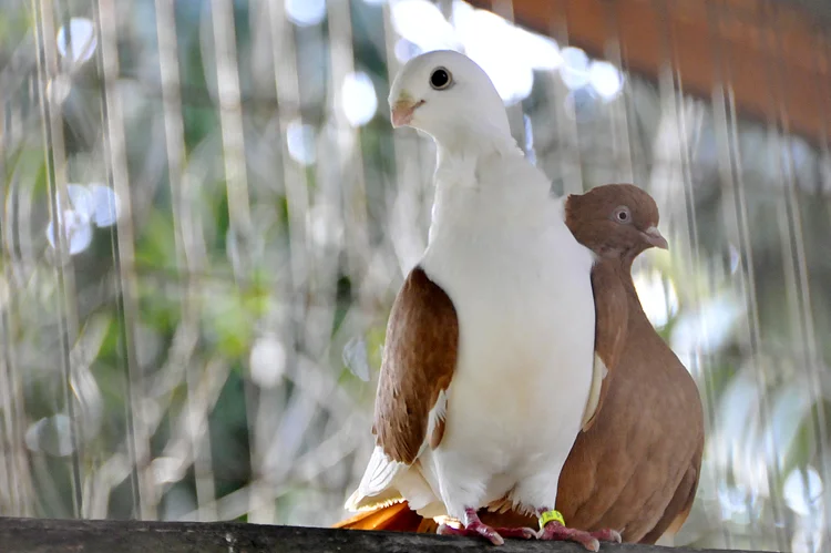 Dost Beykoz kaçak hayvanları görüntüledi 3 kacakhayvanlarpolonezkoy XGahC2uolN