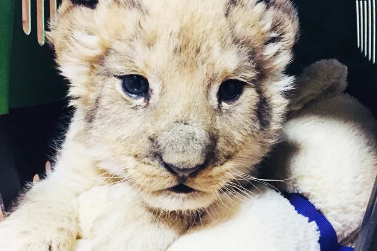 Dost Beykoz kaçak hayvanları görüntüledi 2 kacakhayvanlarpolonezkoy mR8OUH9wQa