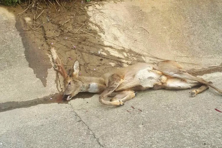 Beykoz’un hayvanları bize çok şey öğretecek 1 karaca hab CKT3MZ1e 1