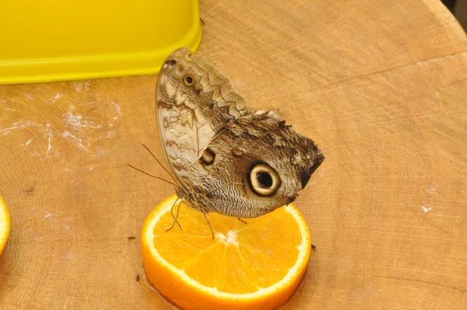 Beykoz'un Yeni Rengi: Kelebek Çiftliği 2 kelebek ciftligi beyko 1czci b0i