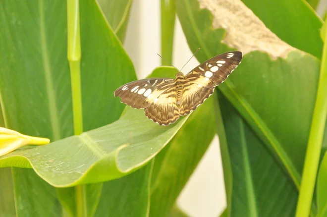 Beykoz'un Yeni Rengi: Kelebek Çiftliği 3 kelebek ciftligi beyko eG0Em39n2r