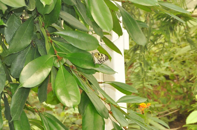Beykoz'un Yeni Rengi: Kelebek Çiftliği 4 kelebek ciftligi beyko jHFe7tooAg