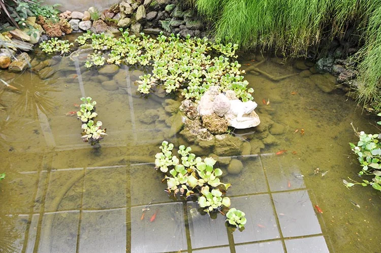 Kelebek Çiftliği, Beykoz'a katma değer sağlıyor 5