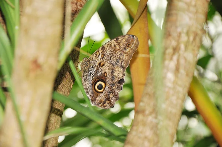Kelebek Çiftliği, Beykoz'a katma değer sağlıyor 1 kelebek ciftlik 13 dqJHGOr59m