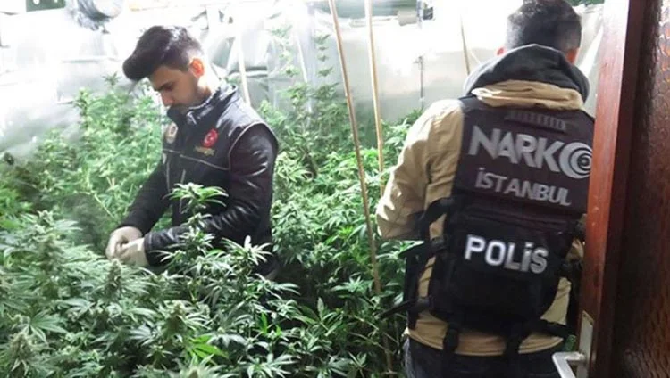 Beykoz’da 100 kilo kenevir yakalandı 1 kenevir 2 fwer1Fb uW