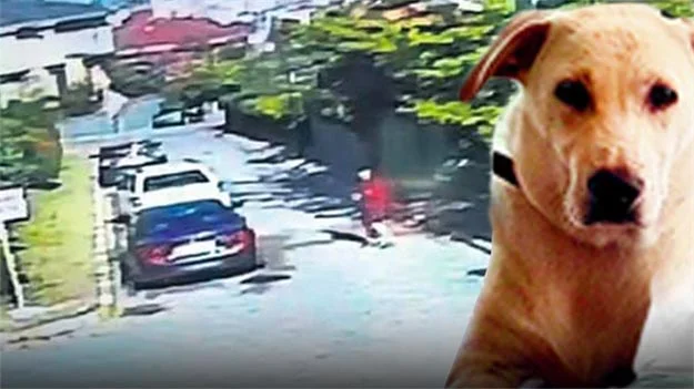 Köpeği anestezi yaparak kaçırdı… 1 kop anes 93E4MkOO0o