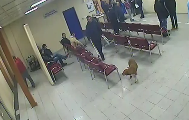 Sözde hayvan severlerin acil servis istismarı 2 kop o7D61jBsNU