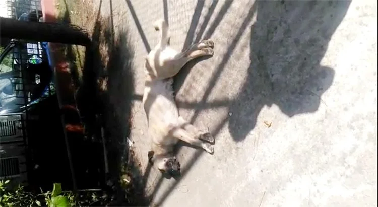 Beykoz'da sebebi bilinmeyen hayvan ölümleri 1 kopek 1 nwkaTYOz6d