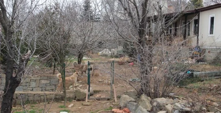 Nişantaşı’nda oturuyor, Beykoz’da hayvan besliyor 1 kopek 2 V2m71NVTNE