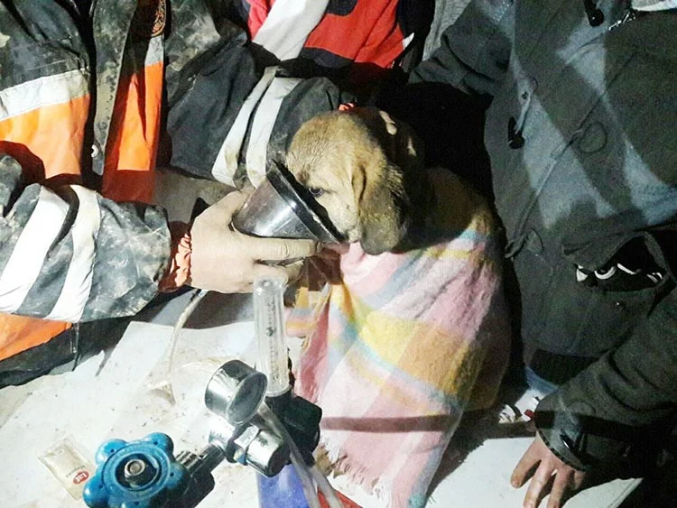 Beykoz’daki kurtarma operasyonunun detayları 3 kopek operasyon 6 ZIaahuhrof