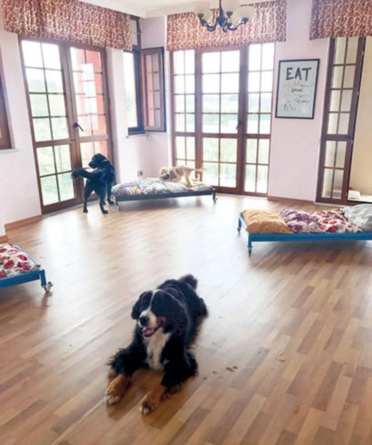 Beykoz Çavuşbaşı’nda köpek otelini biliyor musunuz? 1 kopek otel 2 C0S7lgBCWg