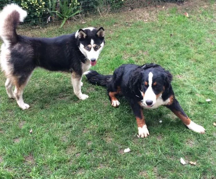 Beykoz Çavuşbaşı’nda köpek otelini biliyor musunuz? 3 kopek otel 3 fsJhWiuN10