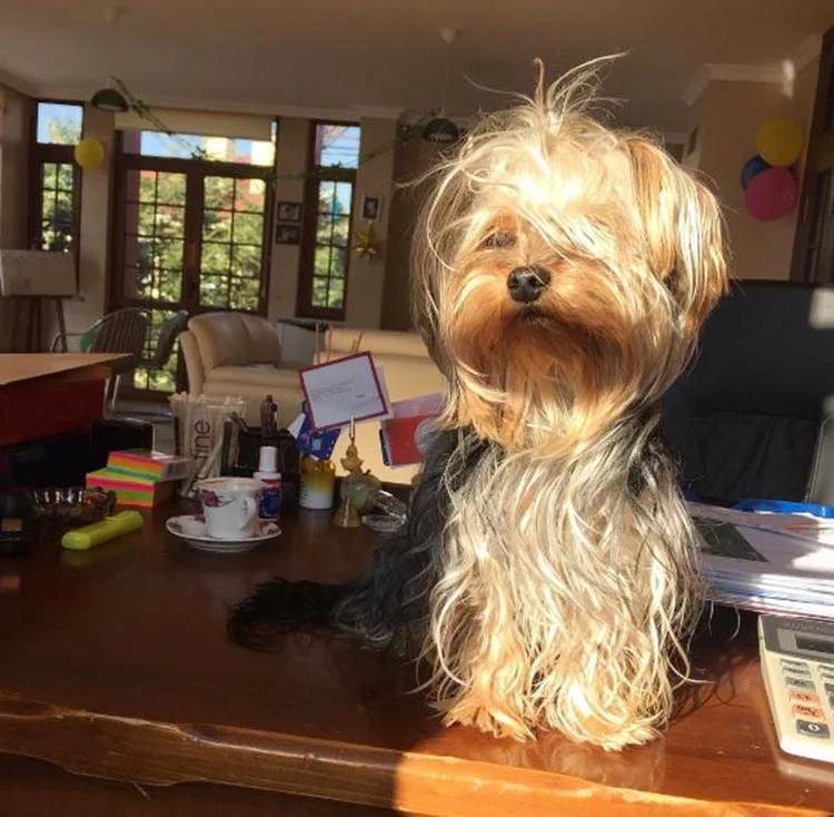 Beykoz Çavuşbaşı’nda köpek otelini biliyor musunuz? 2 kopek otel 4 tyO8v7CP8G