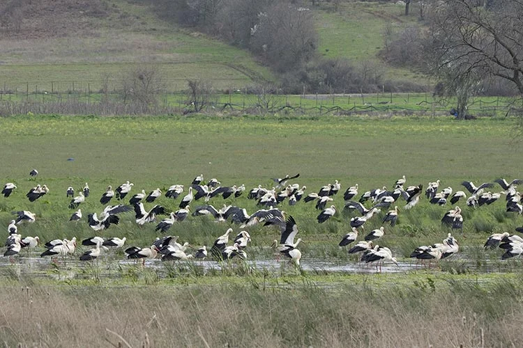 Baharın müjdecisi Beykoz’un leylekleri geldi 1 ku 4klgbQoTup